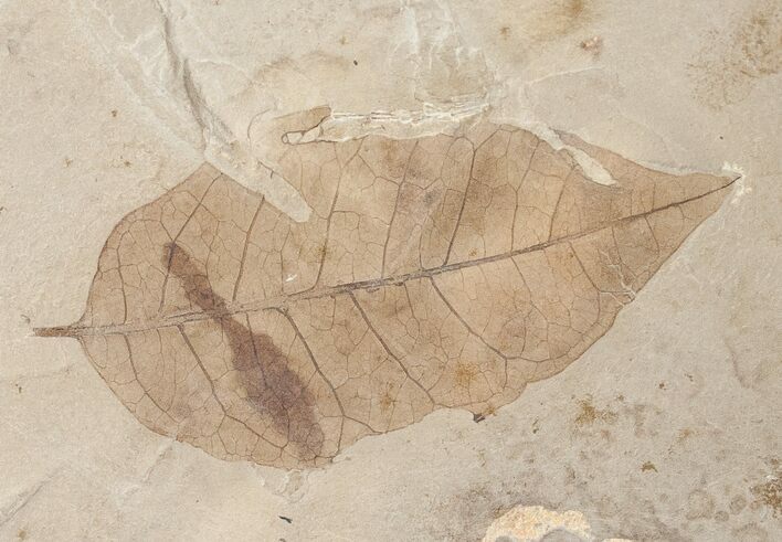 Beautiful Fossil Juglans winchesteri (Walnut) Leaf - Green River Formation #16514